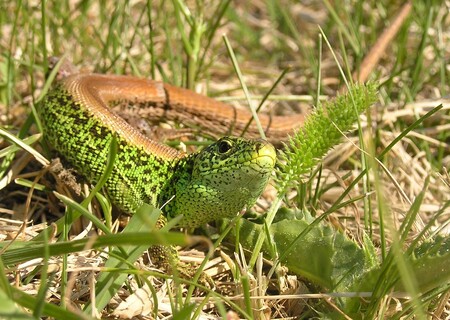 Ještěrka obecná v ještěrčím ráji u Jaroměře