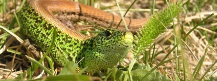 Ještěrka obecná v Ještěrčím ráji u Jaroměře Foto: ČSOP
