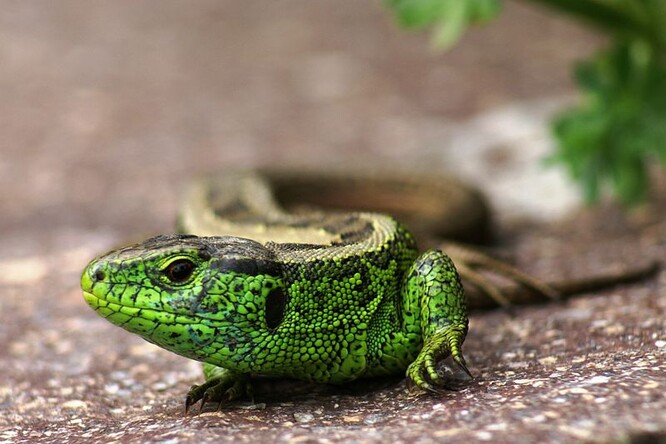 Vzniknou nové vhodné biotopy pro ješterku obecnou, slepýše obecného, kuňku obecnou a čolka obecného.