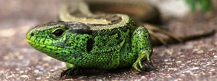 Ještěrka obecná Foto: böhringer friedrich Wikimedia Commons