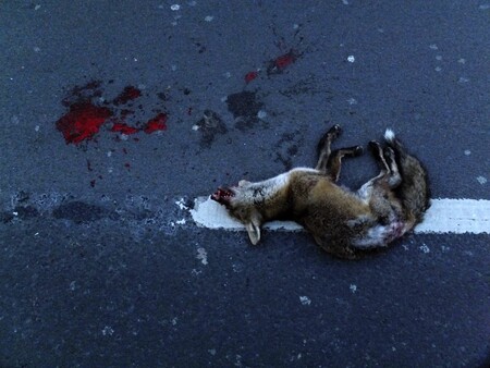 Tento podzim už se v důsledku střetu s dopravními prostředky stalo pacienty záchranných stanic pro volně žijící živočichy téměř 300 zvířat, od počátku roku evidují stanice 1500 pacientů, což je o 150 zvířat více, než loni touto dobou. Ilustrační snímek