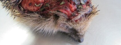 Foto: ZS Bartošovice / ČSOP