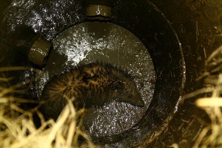 Jezevec se z kanálové pasti dostal díky odchytové tyči na psi.