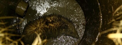 Foto: Pavel Jakubův / ČSOP Vlašim