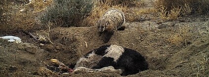 Foto: Evan Buechley University of Utah