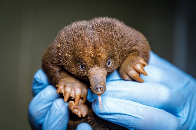Ježury patří mezi primitivní savce. Samice snáší vejce, z něhož se zhruba po deseti dnech vylíhne mládě, které se následně vyvíjí ve vaku na matčině břiše.
