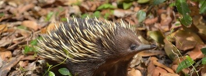 Ježura australská Foto: sharloch Flickr.com