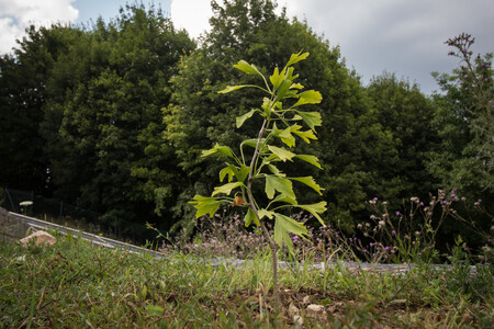 Unikátní jinan se vyvíjí podobně jako ostatní semenáčky a liší se zatím jen tvarem listů, které jsou na koncích roztřepenější