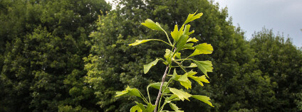Jedinečný mutant jinanu Foto: Masarykova univerzita