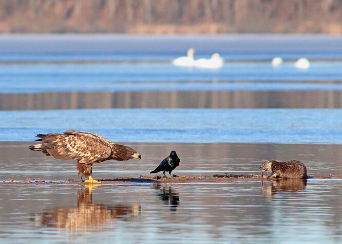 Vydra a orel. Vydra a orel.