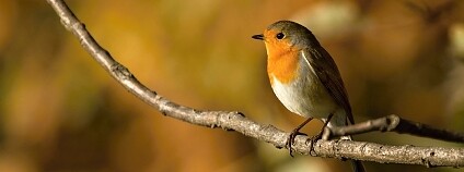 Foto: Jiří Sedláček / ČSO