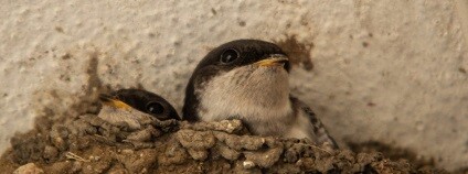 foto: Ludmila Korešová birdlife.cz