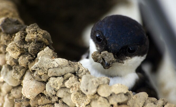 Jiřička obecná při stavbě hnízda.