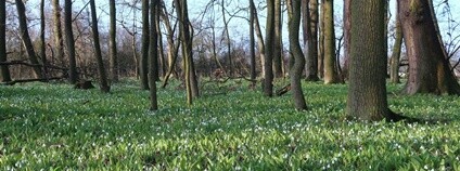 PR Jistebnické mokřady Foto: Zbyněk Sovík AOPK ČR