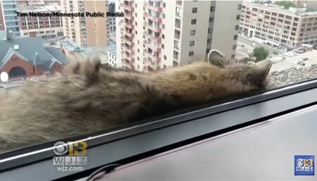 "Chlupatý spiderman" (na obrázku) se stal senzací nejen pro lidi, kteří procházeli přímo po ulici města St. Paul ve státě Minnesota, ale i pro uživatele sociálních sítí po celém světě. Řada amerických médií dobrodružství malé šelmy vysílala živě.