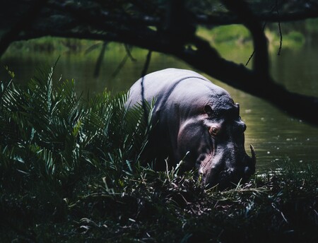 Hroši navzdory svému dobráckému vzhledu nepatří mezi zrovna přátelské tvory. Hroši navzdory svému dobráckému vzhledu nepatří mezi zrovna přátelské tvory.