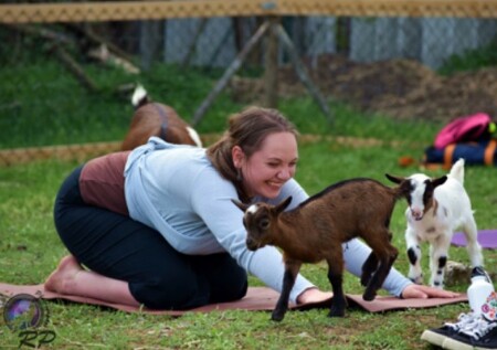 V brněnském Lamacentru Hády (na obrázku) začali zkoušet jógu s kůzlaty, metoda kombinuje cvičení s přítomností zvířat. Inspiraci našlo centrum v USA, kde je toto cvičení populární. Cvičí se přímo v kozím výběhu v nádherně jarní přírodě. Kůzlata si hopsají kolem, někdy i skočí na člověka, šplhají mu po zádech, jsou milá a kontaktní. V současné době jsou v centru tři kůzlata zakrslých holandských koz.