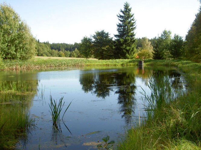 Rybníček Kuře. Rybníček Kuře.