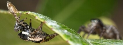 Foto: Jurgen Otto / Flickr