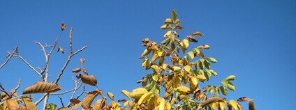 Ořešák vlašský Foto: Andreas Rockstein Flickr