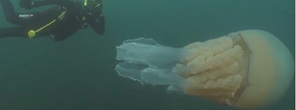 foto: Guardian News / youtube.com