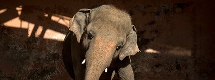 Slon Kaavan Foto: FOUR PAWS International / Facebook