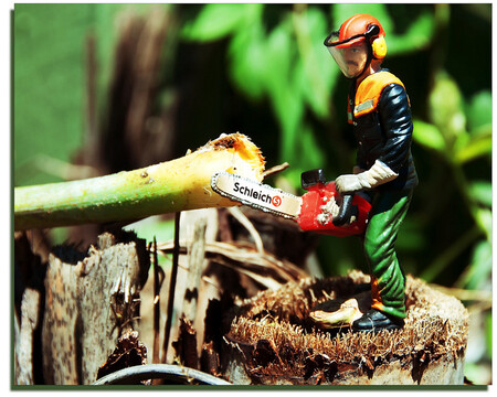 Kvůli brzkému jaru končí sezóna, kdy je možné kácet stromy