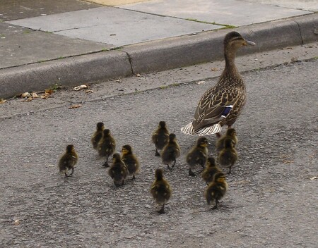 Aby mohly kachny nerušeně přejít a pokračovat v cestě do bezpečí, zastavili jim strážníci načas dopravu u tamního nákupního centra. Ptáky pak ještě chvíli sledovali, aby se ujistili, že vysokou trávou pochodují k retenční nádrži. / ilustrační foto