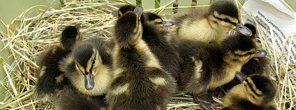 Foto: Záchranná stanice Hl. m. Prahy