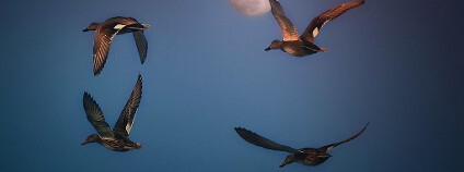 Kachny v letu Foto: photophilde / Flickr