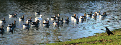 Kachny Foto: Stanislav Lvovsky / Flickr.com
