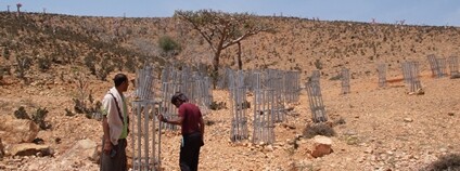 Kadidlovníky na Sokotře zasazené díky vědcům z MENDELU Foto: Mendelova univerzita v Brně