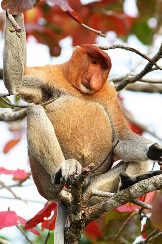 Kahau nosatý je primát, přezdívaný kvůli svému "pijáckému" nosu "pivař z Bornea".