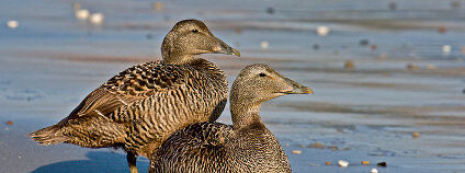 Kajky mořské Foto: Andreas Trepte Wikimedia Commons