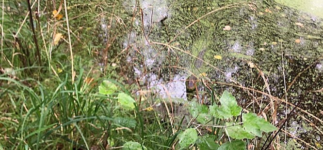 Odborníci se shodují na tom, že výskyt kajmana v místních řekách mohl představovat značný problém pro ekosystém. Samotný plaz by ovšem s největší pravděpodobností nepřežil nadcházející zimu.