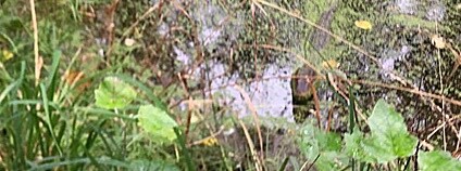 Kajman odchycený ve Vratislavi Foto: FB Zielony Wrocław