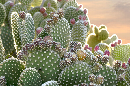 Výstava je ojedinělou příležitostí vidět na jednom místě množství rodů a druhů sukulentů z nejrůznějších čeledí a světadílů v prostředí botanické zahrady. Ilustrační obrázek