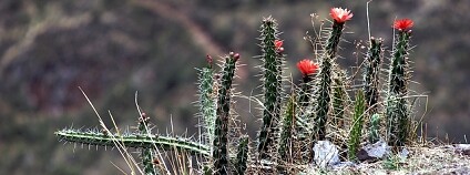 Foto: Kevin Jones / Flickr