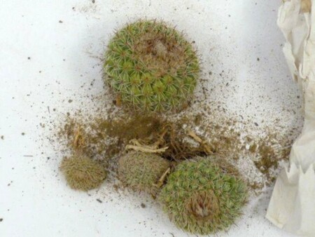 Jihoafrický soud potrestal dva české občany, které shledal vinnými z pašování sukulentů z Jihoafrické republiky. / Ilustrační foto