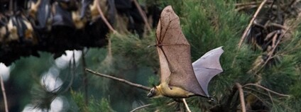 Kaloň plavý Foto: Emilie Chen Flickr