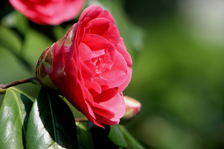 Návštěvníci Květné zahrady v Kroměříži mohou ve sklenících od minulého pátku obdivovat rozkvetlé kamélie. / Ilustrační foto