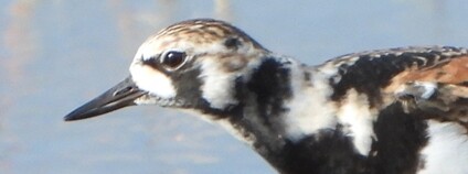 Kameňáčci pestří Foto: MOS Přerov