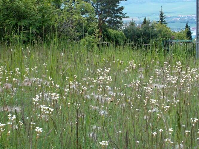 Kamenný vrch je přírodní rezervace v České republice, okrese Brno-město, v katastrálních územích Nový Lískovec a Kohoutovice v místní lokalitě Kameníky, na jihovýchodních svazích Kohoutovické vrchoviny. Rezervace se překrývá s evropsky významnou lokalitou Kamenný vrch. Lokalita Kamenný Vrch byla vyhlášena chráněnou přírodní památkou usnesením Národního výboru města Brna 23. března 1978, jeho vyhláška ze dne 20. dubna 1989 ji určila jako chráněný přírodní výtvor.