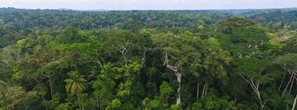 Kamerunská džungle Foto: CIFOR Flickr