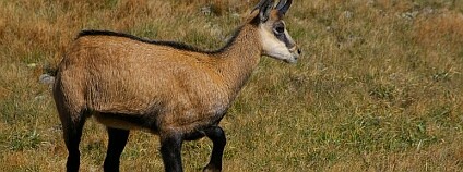 foto: Boskar / Wikimedia Commons