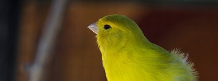 Kanárek Foto: Matlinski / Shutterstock.com