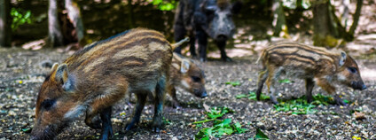 Foto: Michal Renčo / Pixabay