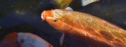 Kapr koi Foto: jpellgen (@1179_jp) Flickr