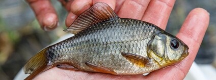 Karas obecný Foto: Zoo Praha