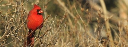 Kardinál červený Foto: Robert Engberg Flickr